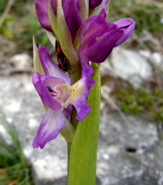 Orchis colemanii